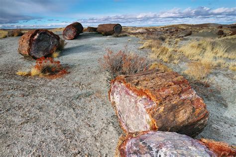  Dabat Petrified Forest: Keşfedilmemiş Bir Zamanda Yolculuk Yapın!