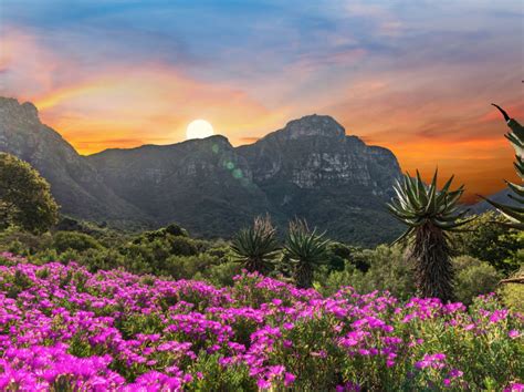  Kirstenbosch Ulusal Botanik Bahçesi: Güzellik ve Biyolojik Çeşitlilik Cennetine Yolculuk